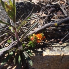 Pultenaea procumbens at Acton, ACT - 31 Oct 2016 11:57 AM