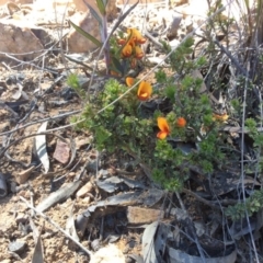 Pultenaea procumbens at Acton, ACT - 31 Oct 2016