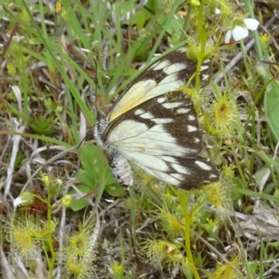 Belenois java (Caper White) at Canberra Central, ACT - 29 Oct 2016 by galah681