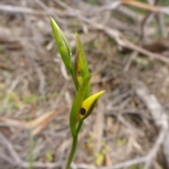 Diuris sulphurea (Tiger Orchid) at Point 5809 - 29 Oct 2016 by JanetRussell