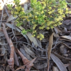 Phyllanthus occidentalis at Acton, ACT - 31 Oct 2016