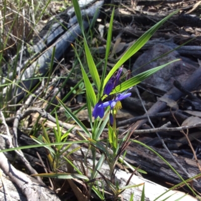 Stypandra glauca (Nodding Blue Lily) at Acton, ACT - 31 Oct 2016 by Floramaya
