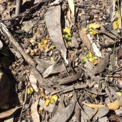 Pterostylis sp. (A Greenhood) at Point 5363 - 31 Oct 2016 by Floramaya