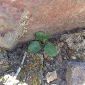 Pterostylis sp. at Point 5363 - suppressed