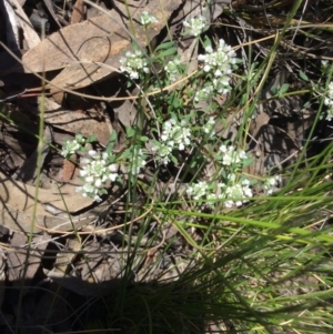 Poranthera microphylla at Acton, ACT - 31 Oct 2016