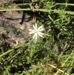 Stellaria pungens (Prickly Starwort) at Point 5363 - 31 Oct 2016 by Floramaya