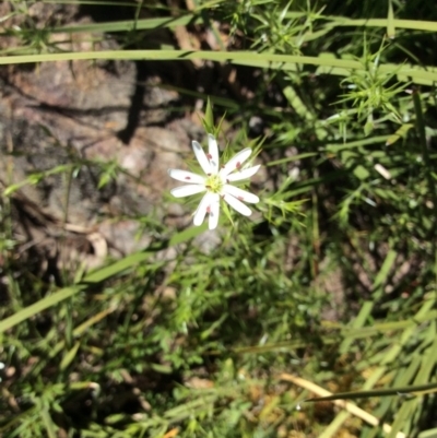 Stellaria pungens (Prickly Starwort) at Point 5363 - 31 Oct 2016 by Floramaya