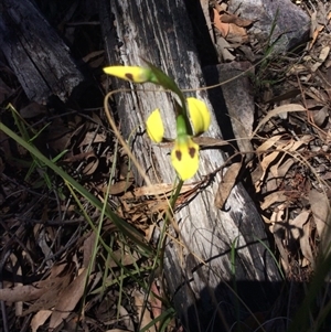 Diuris sulphurea at Point 5363 - suppressed