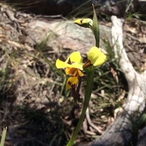 Diuris sulphurea at Point 5363 - suppressed