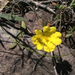 Hibbertia obtusifolia at Point 5363 - 31 Oct 2016