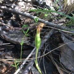 Pterostylis nutans at Point 5363 - suppressed