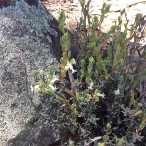 Brachyloma daphnoides at Acton, ACT - 31 Oct 2016