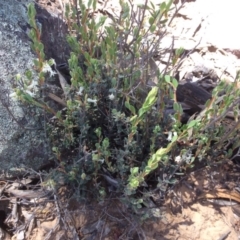 Brachyloma daphnoides at Acton, ACT - 31 Oct 2016