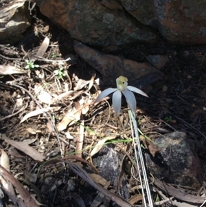 Caladenia moschata at Point 5363 - suppressed