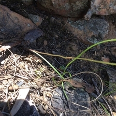 Caladenia moschata at Point 5363 - suppressed