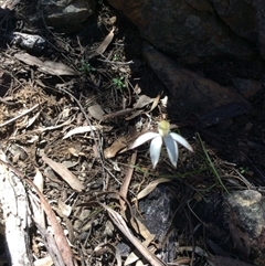 Caladenia moschata at Point 5363 - suppressed