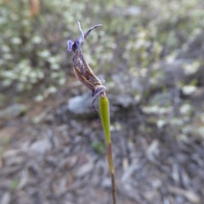 Glossodia major (Wax Lip Orchid) at Bruce Ridge to Gossan Hill - 29 Oct 2016 by JanetRussell