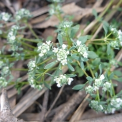 Poranthera microphylla (Small Poranthera) at Point 389 - 29 Oct 2016 by JanetRussell