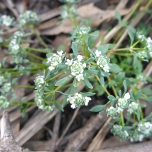 Poranthera microphylla at Point 389 - 29 Oct 2016