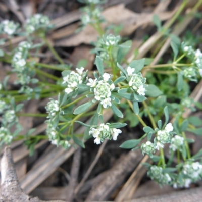 Poranthera microphylla (Small Poranthera) at Point 389 - 29 Oct 2016 by JanetRussell