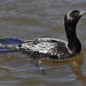 Phalacrocorax sulcirostris at Paddys River, ACT - 31 Oct 2016