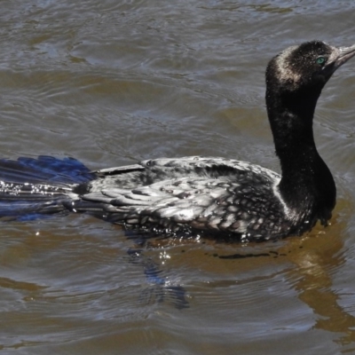 Phalacrocorax sulcirostris (Little Black Cormorant) at Paddys River, ACT - 31 Oct 2016 by JohnBundock