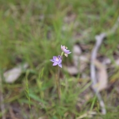 Thelymitra sp. (A Sun Orchid) at Bruce Ridge to Gossan Hill - 30 Oct 2016 by ibaird