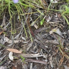 Thelymitra sp. at Bruce, ACT - 30 Oct 2016