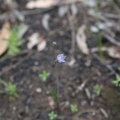 Thelymitra (Genus) (Sun Orchid) at Bruce, ACT - 30 Oct 2016 by ibaird
