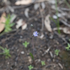 Thelymitra sp. (A Sun Orchid) at Bruce, ACT - 30 Oct 2016 by ibaird