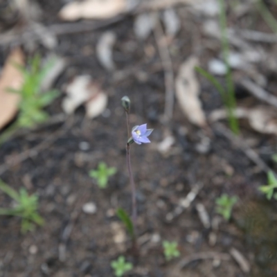 Thelymitra (Genus) (Sun Orchid) at Bruce, ACT - 30 Oct 2016 by ibaird