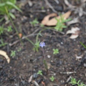 Thelymitra sp. at Bruce, ACT - 30 Oct 2016