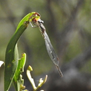 Austrolestes sp. (genus) at Paddys River, ACT - 31 Oct 2016