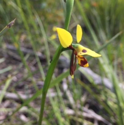 Diuris sulphurea (Tiger Orchid) at Point 5827 - 29 Oct 2016 by ibaird