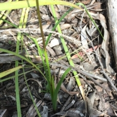 Diuris sulphurea at Point 5827 - suppressed