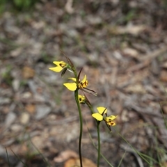 Diuris sulphurea at Point 5827 - suppressed