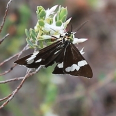 Nyctemera amicus (Senecio Moth, Magpie Moth, Cineraria Moth) at Bruce Ridge to Gossan Hill - 29 Oct 2016 by ibaird