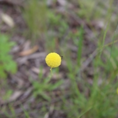 Craspedia variabilis (Common Billy Buttons) at Bruce, ACT - 30 Oct 2016 by ibaird