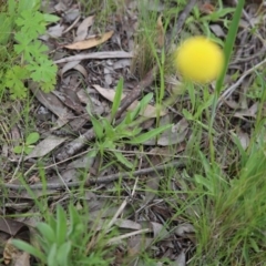 Craspedia variabilis at Bruce, ACT - 30 Oct 2016