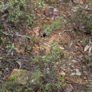 Phalaenoides glycinae at Bruce, ACT - 30 Oct 2016