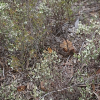 Vanessa kershawi (Australian Painted Lady) at Bruce, ACT - 29 Oct 2016 by ibaird