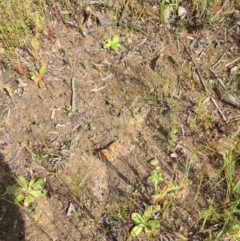 Junonia villida (Meadow Argus) at Bruce, ACT - 29 Oct 2016 by ibaird