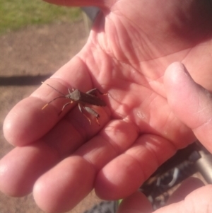 Amorbus sp. (genus) at Kambah, ACT - 1 Nov 2016 08:56 AM