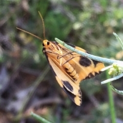 Termessa shepherdi (Shepherd's Footman) at Jerrabomberra, NSW - 1 Nov 2016 by Wandiyali