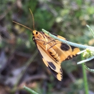 Termessa shepherdi at Jerrabomberra, NSW - 1 Nov 2016