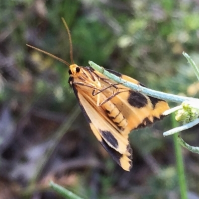 Termessa shepherdi (Shepherd's Footman) at Jerrabomberra, NSW - 31 Oct 2016 by Wandiyali