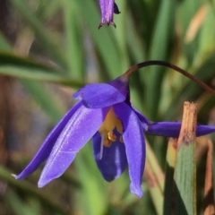 Stypandra glauca (Nodding Blue Lily) at Environa, NSW - 1 Nov 2016 by Wandiyali