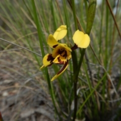 Diuris sulphurea at Cook, ACT - suppressed