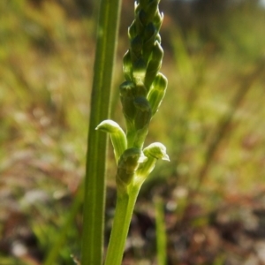 Microtis sp. at Cook, ACT - 31 Oct 2016