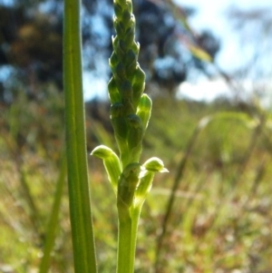 Microtis sp. at Cook, ACT - suppressed